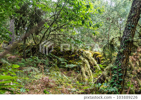 Hiking through the Canyon del Sil in Parada de Sil in Galicia, Spain, Europe 103889226