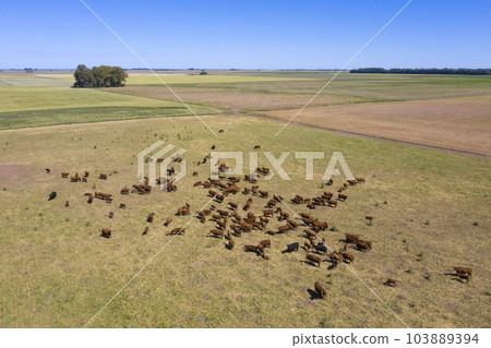 Cows fed with natural grass in pampas countryside, Patagonia, Argentina. 103889394