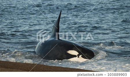 Killer whale hunting sea lions, Patagonia, Argentina. Killer whale hunting sea lions, Patagonia, Argentina. 103889903