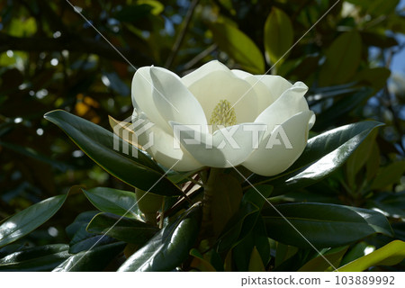 Taisambok flowers 103889992