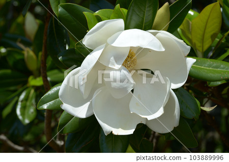 Taisambok flowers 103889996