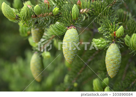 Harimomi Harimomi 103890084