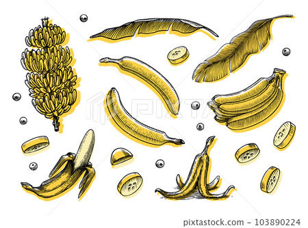 Banana fruit and palm leaves. Hand drawn with ink in vintage style. Linear graphic design. Detailed 103890224