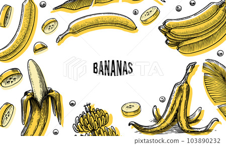 Banana fruit and palm leaves poster or banner. Hand drawn with ink in vintage style. Linear graphic Banana fruit and palm leaves poster or banner. Hand drawn with ink in vintage style. Linear graphic 103890232