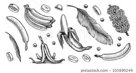 Banana fruit and palm leaves. Hand drawn with ink in vintage style. Linear graphic design. Detailed 103890249