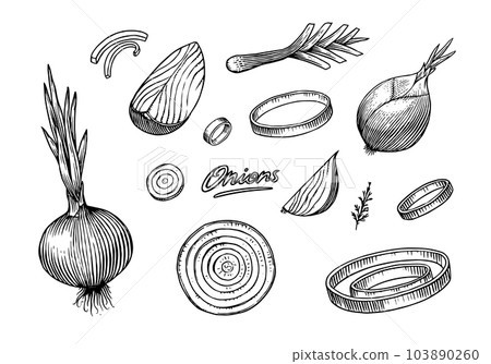 Onion bulb, Half cutout slice and rings. Hand drawn with ink in vintage style. Linear graphic Onion bulb, Half cutout slice and rings. Hand drawn with ink in vintage style. Linear graphic 103890260