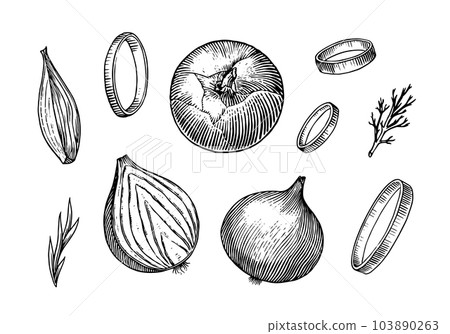 Onion bulb, Half cutout slice and rings. Hand drawn with ink in vintage style. Linear graphic Onion bulb, Half cutout slice and rings. Hand drawn with ink in vintage style. Linear graphic 103890263
