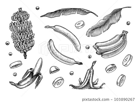 Banana fruit and palm leaves. Hand drawn with ink in vintage style. Linear graphic design. Detailed Banana fruit and palm leaves. Hand drawn with ink in vintage style. Linear graphic design. Detailed 103890267