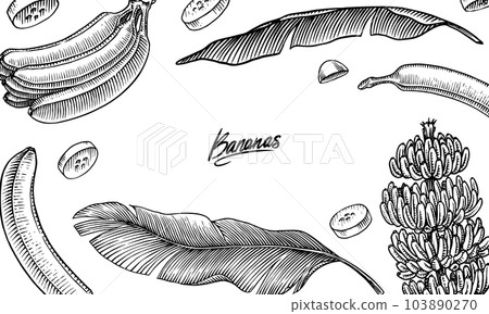 Banana fruit and palm leaves poster or banner. Hand drawn with ink in vintage style. Linear graphic Banana fruit and palm leaves poster or banner. Hand drawn with ink in vintage style. Linear graphic 103890270
