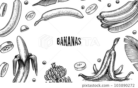 Banana fruit and palm leaves poster or banner. Hand drawn with ink in vintage style. Linear graphic Banana fruit and palm leaves poster or banner. Hand drawn with ink in vintage style. Linear graphic 103890272