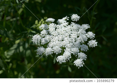 Race Flower Race Flower 103890279