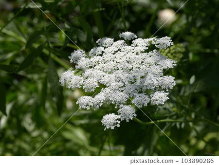 種族花 種族花 103890286