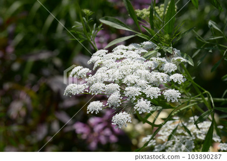 Race Flower 103890287
