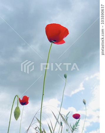 Red poppy flower against blue sky . Copy space, flowers concept.  103890637