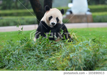 Aihama eating bamboo deliciously 103890913