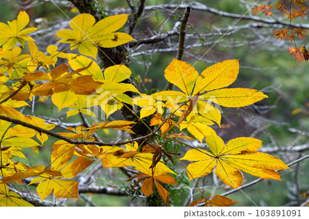 Autumn leaves of horse chestnut in Shosenkyo 103891091