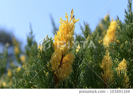 juniper juniper 103891169