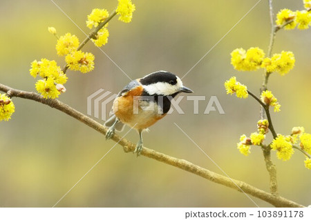 Varied tit on the flowers of the dankoubai at Tateshina Highlands 103891178