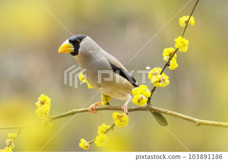 Squid on the flowers of the dankoubai at Tateshina Highlands 103891186