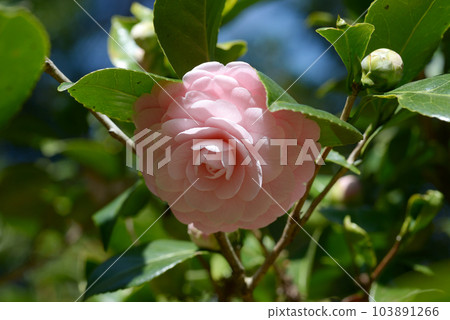 Otome Tsubaki Otome Tsubaki 103891266