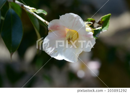 Snow flower Camellia flower Snow flower Camellia flower 103891292