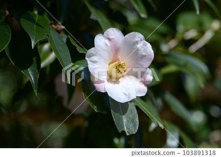 Snow flower Camellia flower 103891318