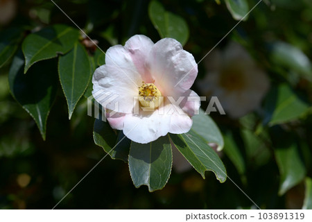 茶花,山茶花,山茶花,紅山茶花,灌叢山茶,冬山茶,紅花,紅山茶,山茶科,山茶屬常綠植物,闊葉林 茶花,山茶花,山茶花,紅山茶花,灌叢山茶,冬山茶,紅花,紅山茶,山茶科,山茶屬常綠植物,闊葉林 103891319