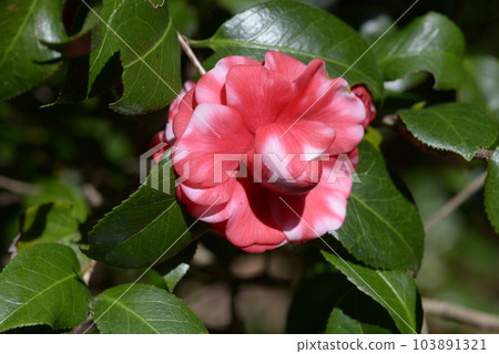 山茶花 山茶花 103891321