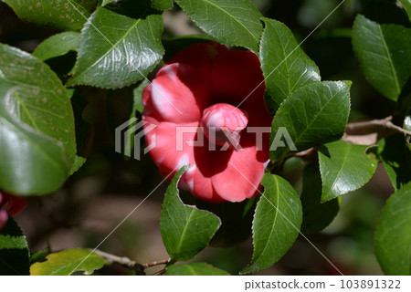 山茶花 103891322