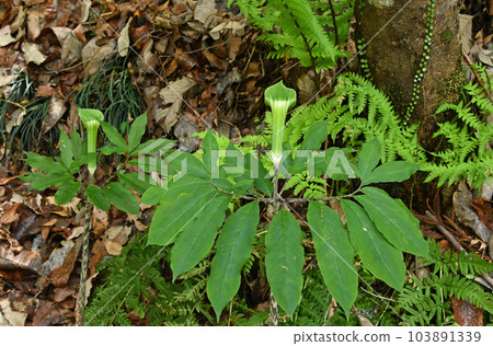 生長在森林邊緣的日本萬壽菊的一種，其葉子呈美麗的綠色佛焰苞，像鳥的翅膀一樣展開。 103891339