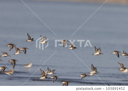 A large flock of shorebirds (Ariake Sea) A large flock of shorebirds (Ariake Sea) 103891452