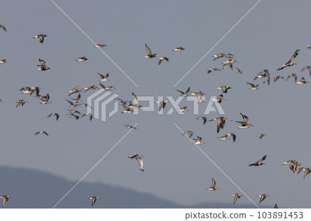 A large flock of shorebirds (Ariake Sea) 103891453