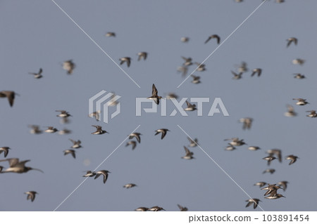 A large flock of shorebirds (Ariake Sea) 103891454