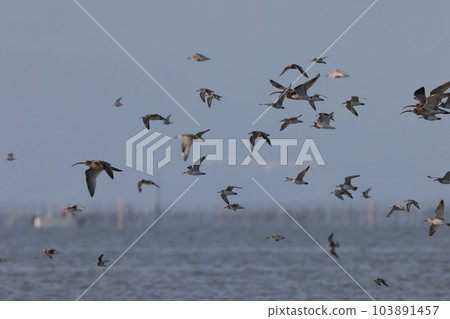 一大群濱鳥（有明海） 103891457