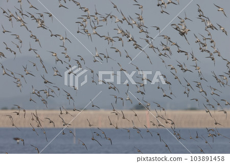 A large flock of shorebirds (Ariake Sea) A large flock of shorebirds (Ariake Sea) 103891458