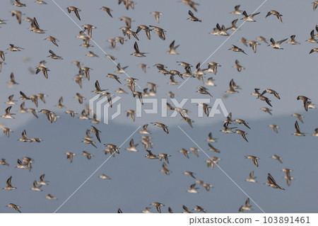 A large flock of shorebirds (Ariake Sea) 103891461