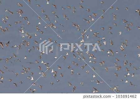 一大群濱鳥(有明海) 一大群濱鳥(有明海) 103891462