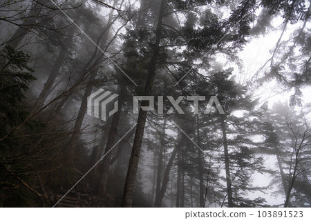 [Fog Material] Forest wrapped in dense fog [Nagano Prefecture] 103891523