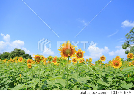 Sunflowers in full bloom 103891689