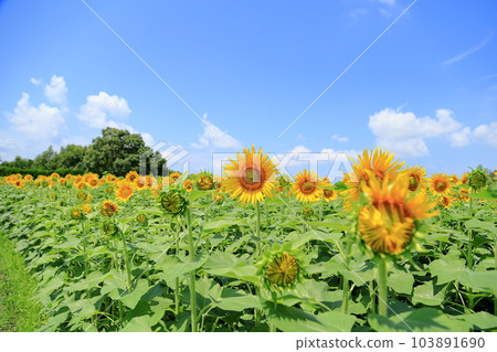Sunflowers in full bloom 103891690