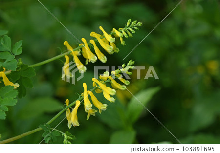 A beautiful cluster of yellow flowers growing in the forest edge. 103891695