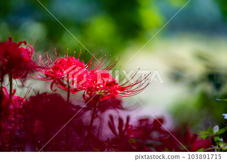 [花材料] Manjushage [長野縣] 103891715