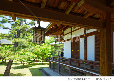 Daikaku-ji Temple: Young leaves with fresh green leaves and green maple leaves 103891776