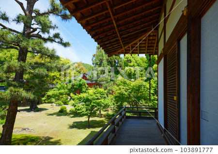Daikaku-ji Temple: Young leaves with fresh green leaves and green maple leaves 103891777