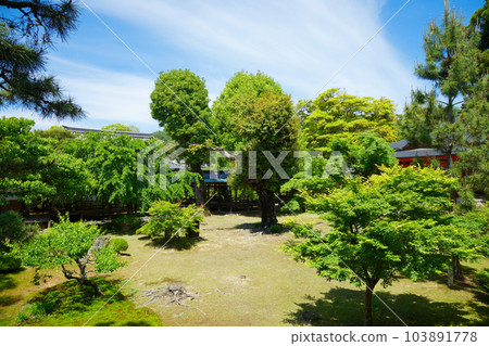 Daikaku-ji Temple: Young leaves with fresh green leaves and green maple leaves 103891778