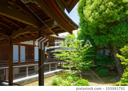 Daikaku-ji Temple：新綠葉和綠楓葉的嫩葉 103891792
