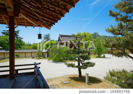 Daikaku-ji Temple: Young leaves with fresh green leaves and green maple leaves 103891798