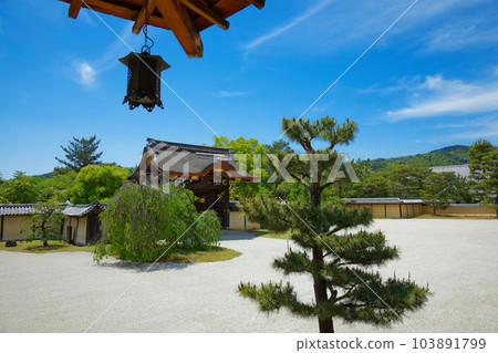 Daikaku-ji Temple: Young leaves with fresh green leaves and green maple leaves 103891799