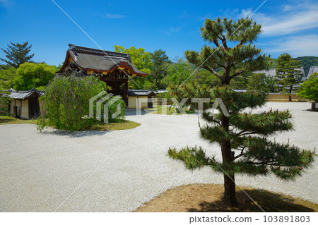 Daikaku-ji Temple: Young leaves with fresh green leaves and green maple leaves 103891803