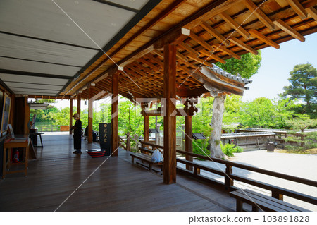 Daikaku-ji Temple：新綠葉和綠楓葉的嫩葉 103891828